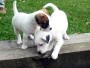 Images 4