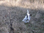 Images 9